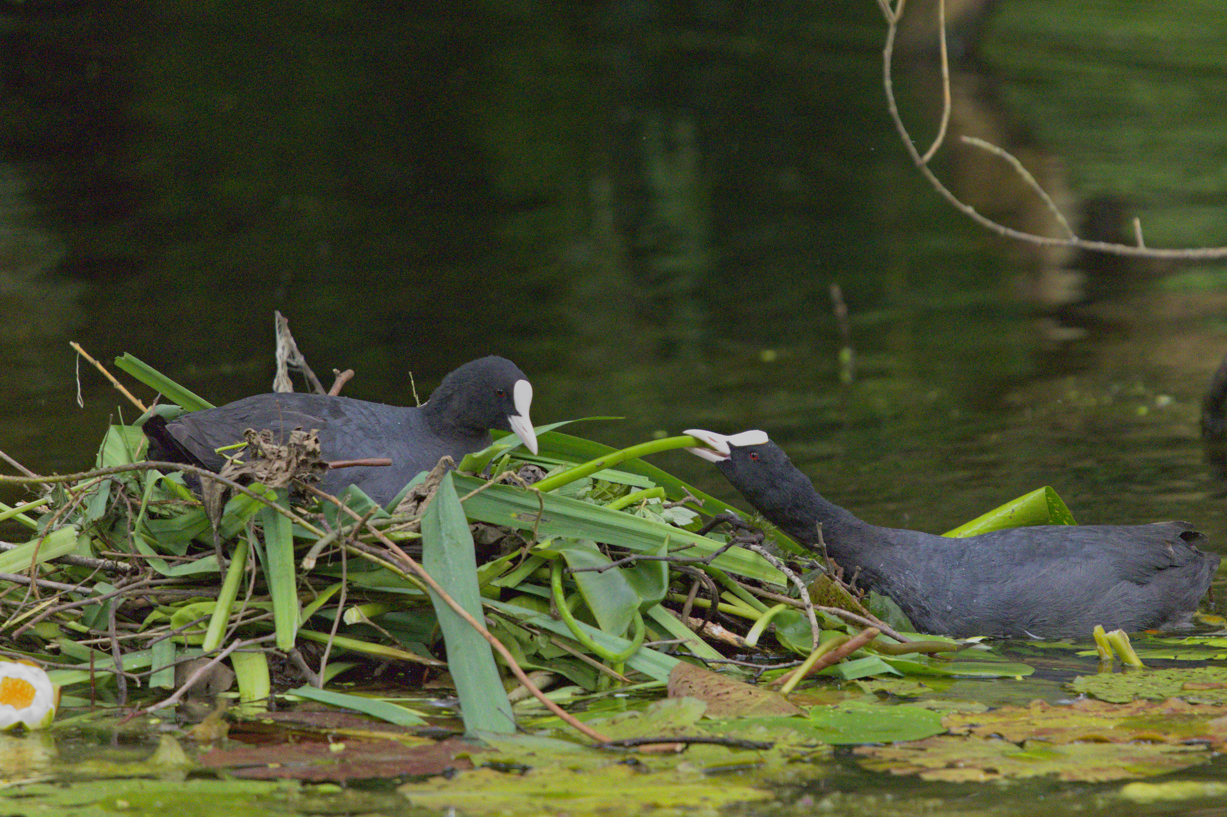 Eurasian Coots at the nest