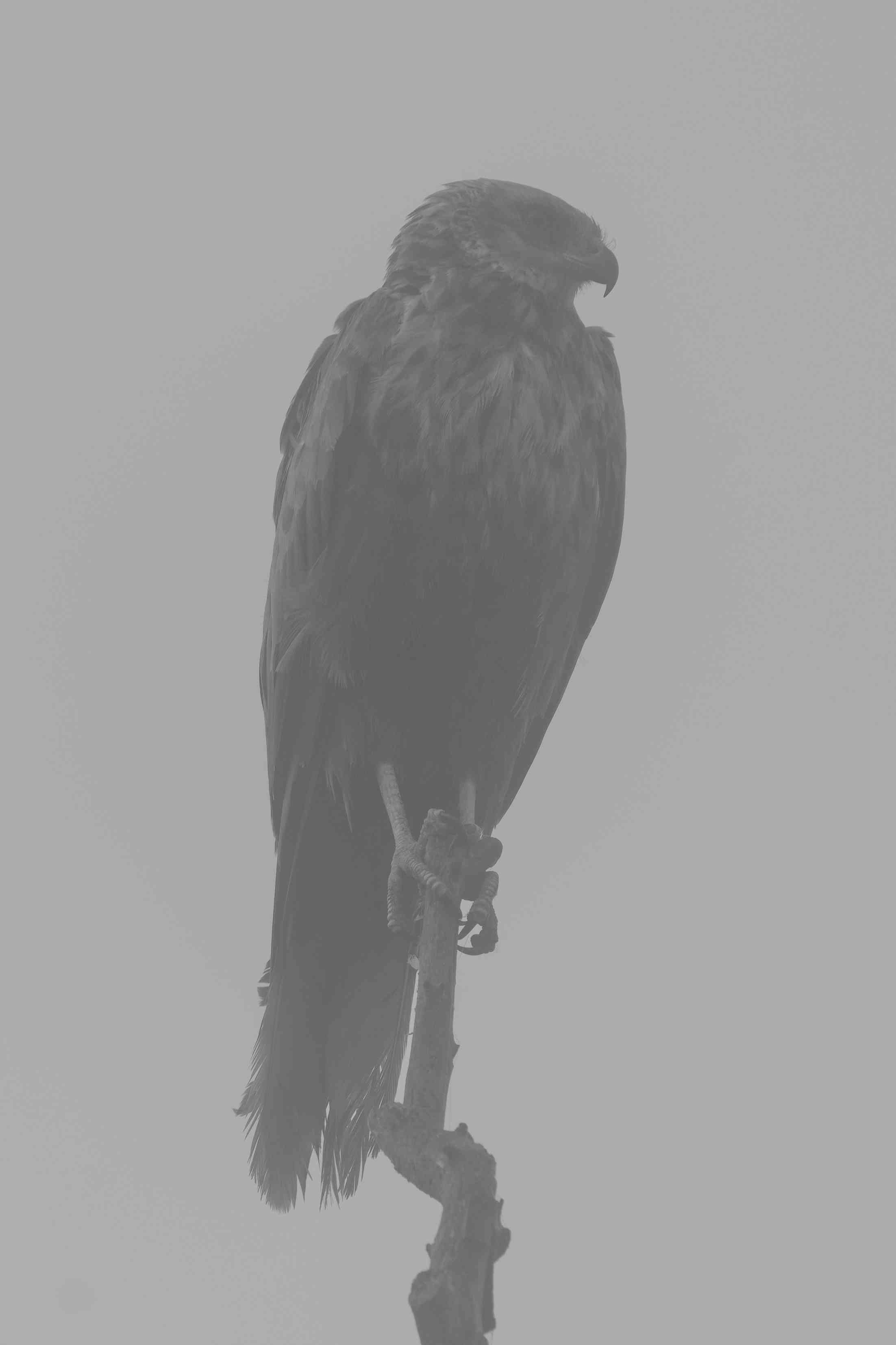 Looking for a prey in fog