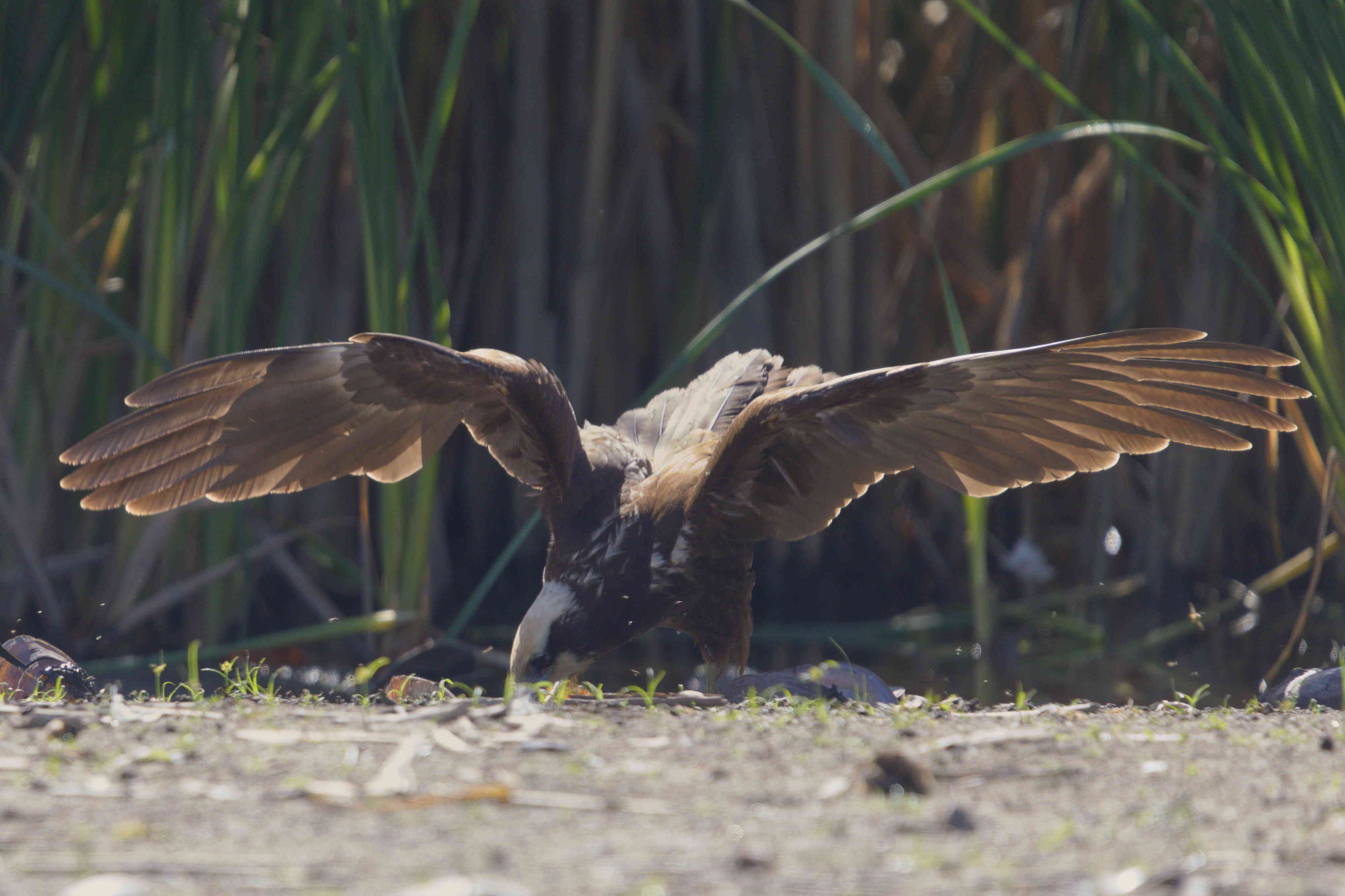 Look at my wings! They are amazing