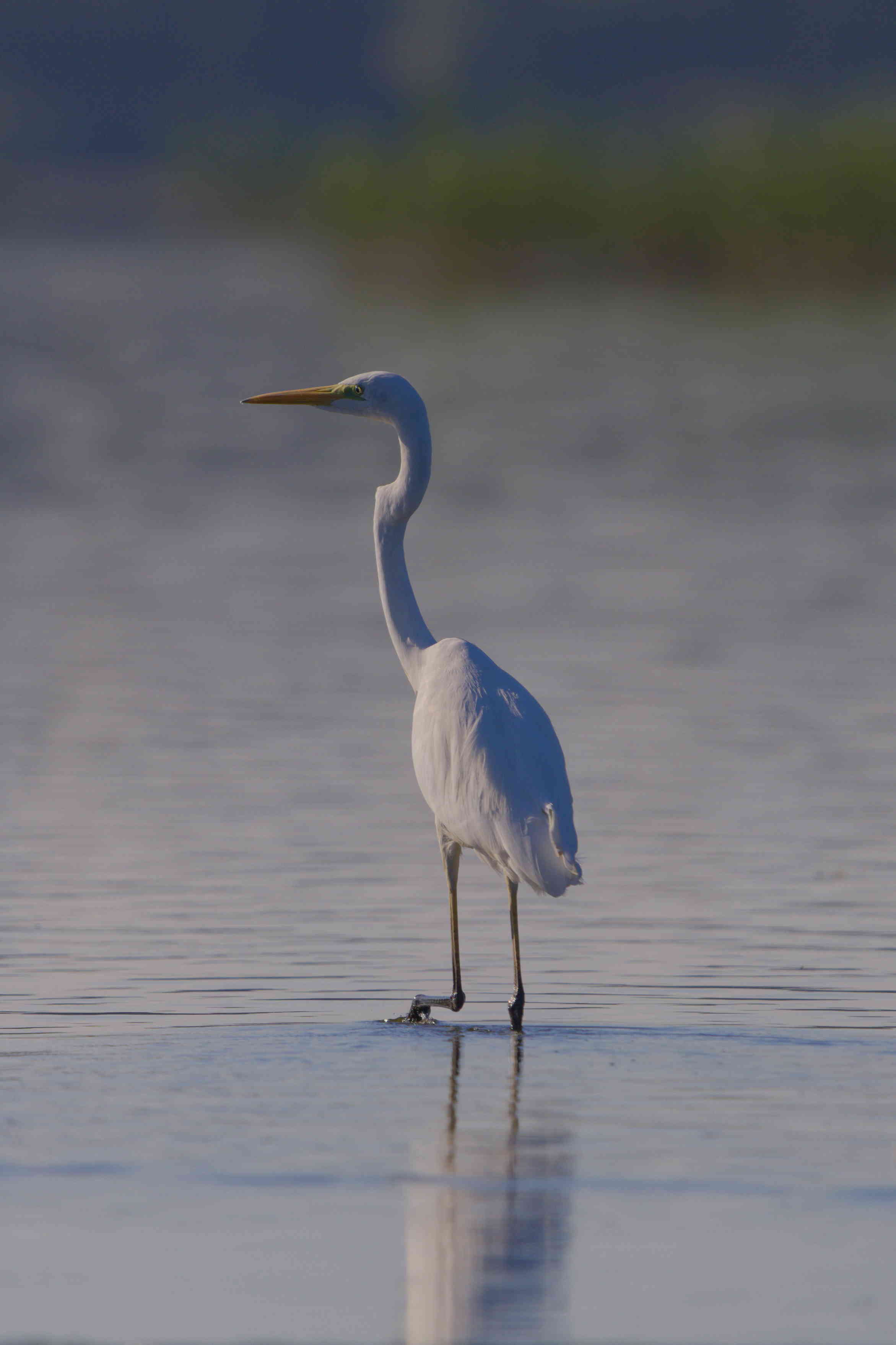 Grace in the Shallows