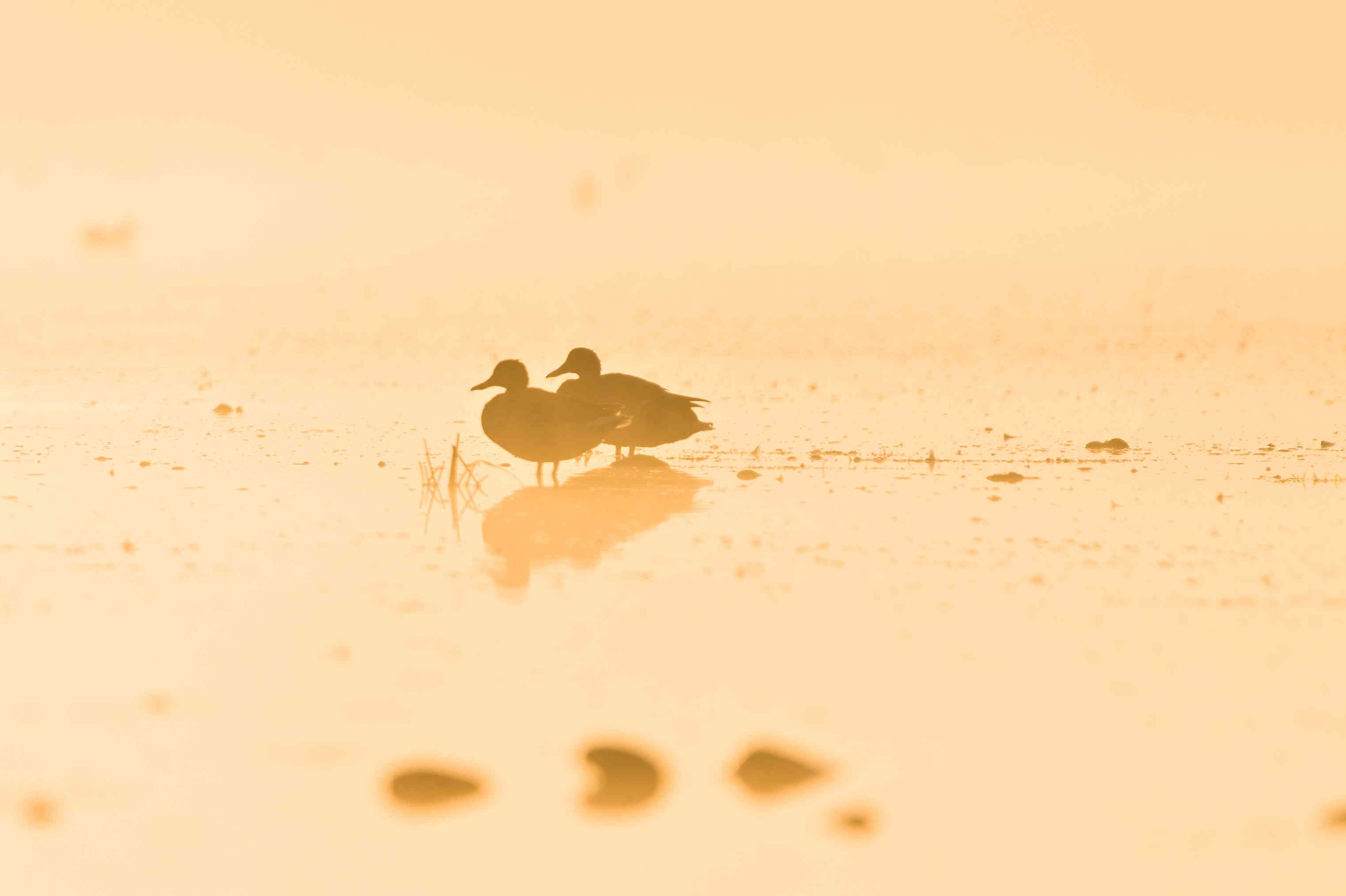 Bathing in early sun