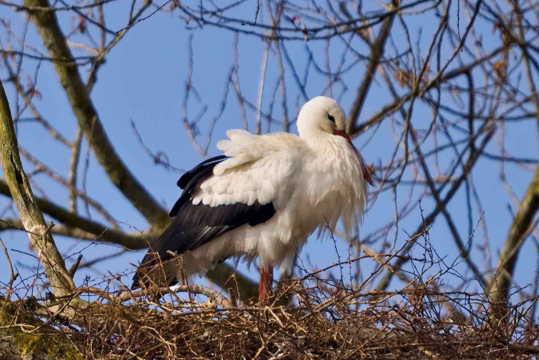 White Stork on Nest