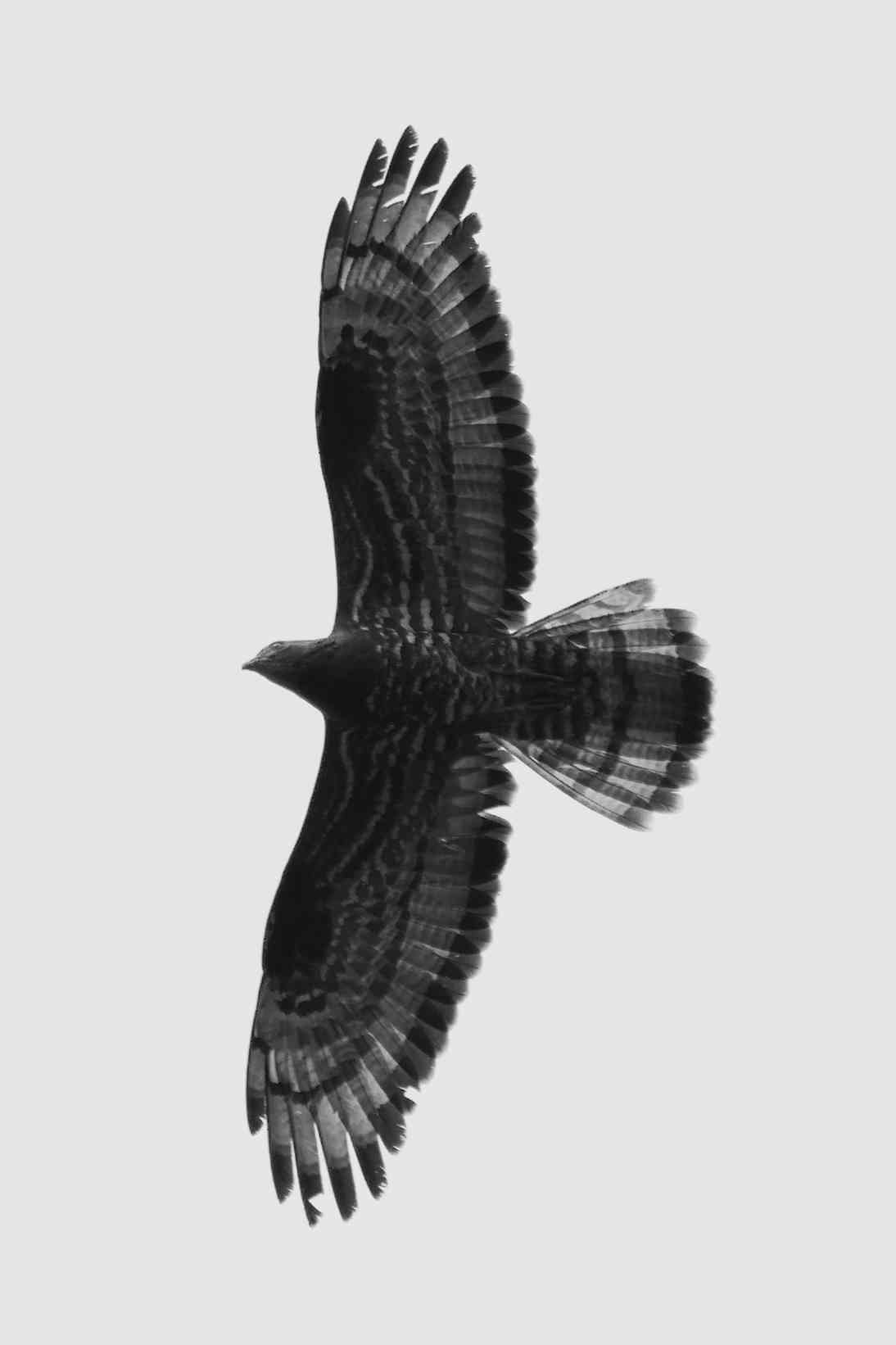 Bird of Prey in Flight