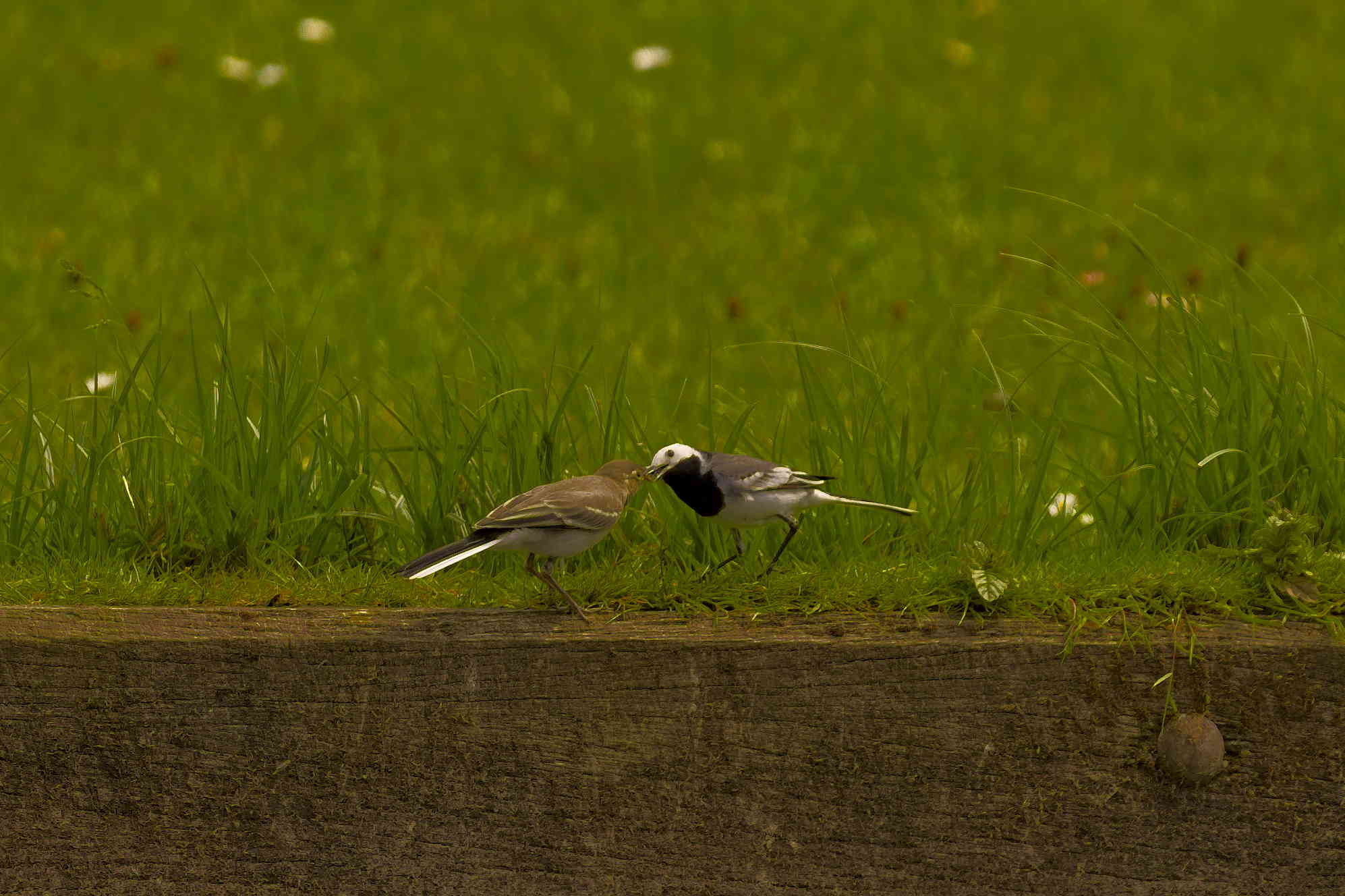 Two Wagtails