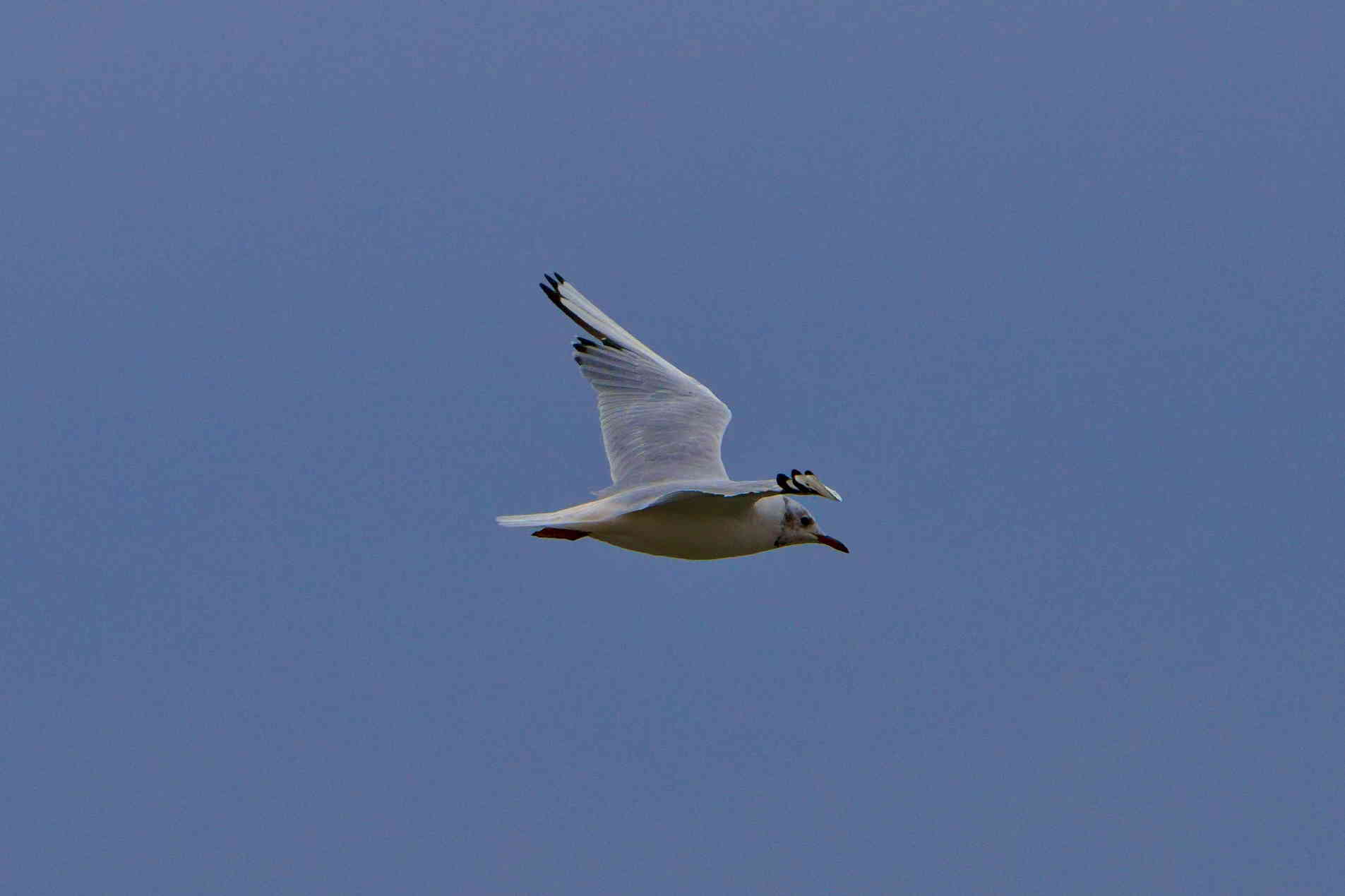 Gull in flight