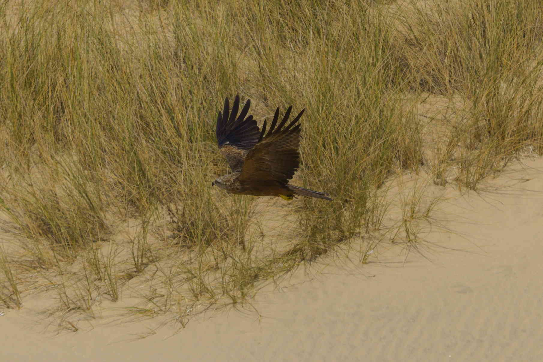 Raptor flying low over dunes