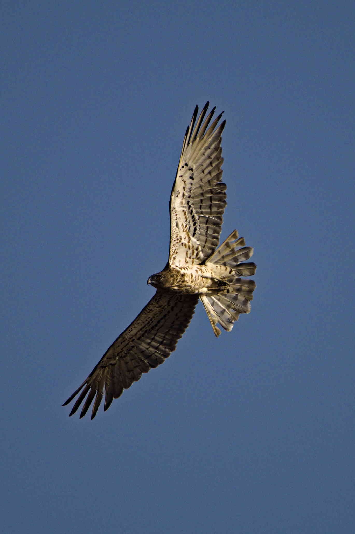 Short-toed Snake Eagle soaring against a clear blue sky.