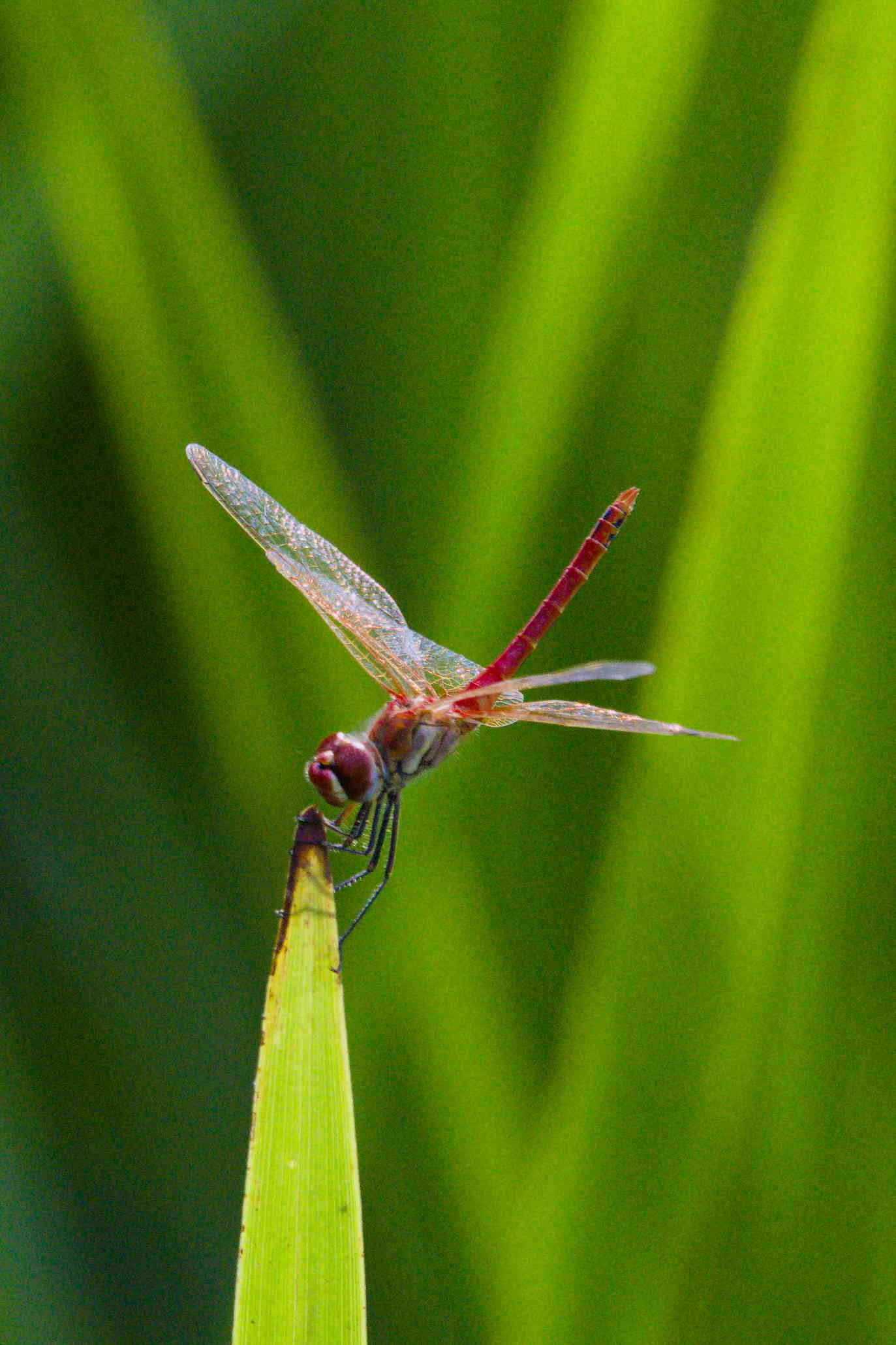 Red Dragonfly close-up