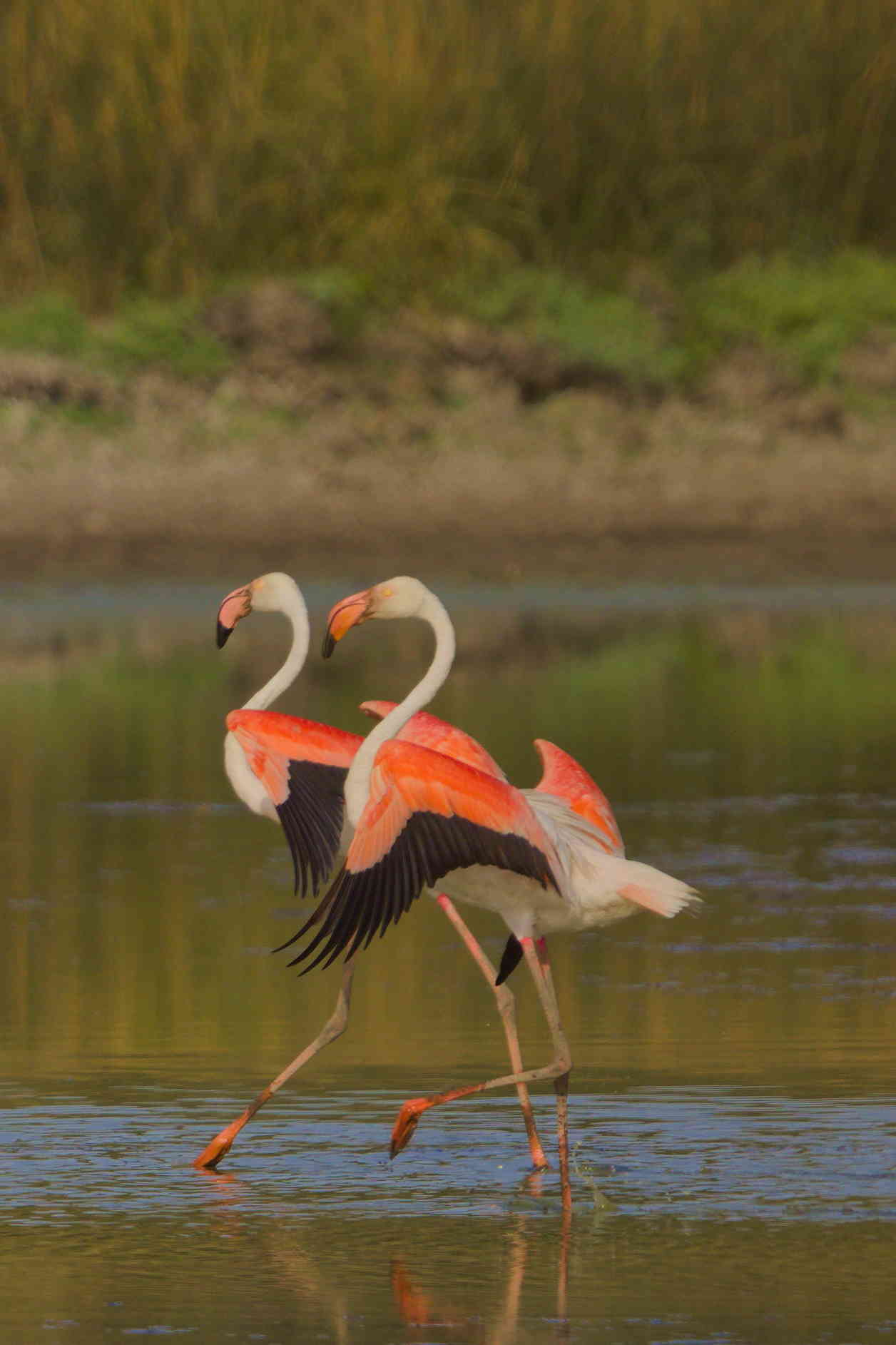 Flamingos dancing
