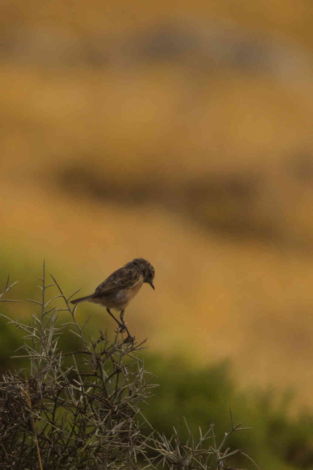 European Stonechat perched on thorny bush