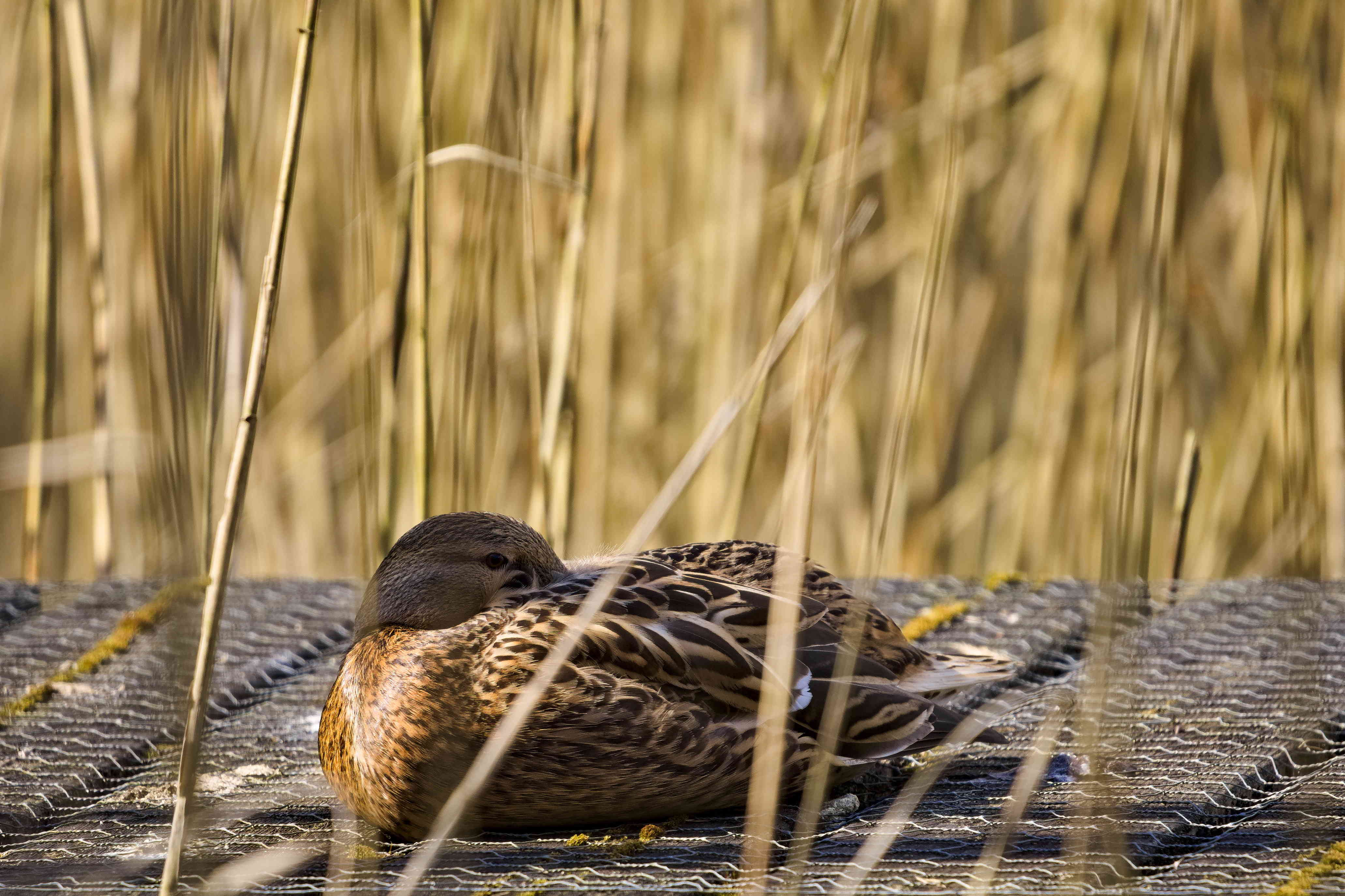 Sleeping Mallard