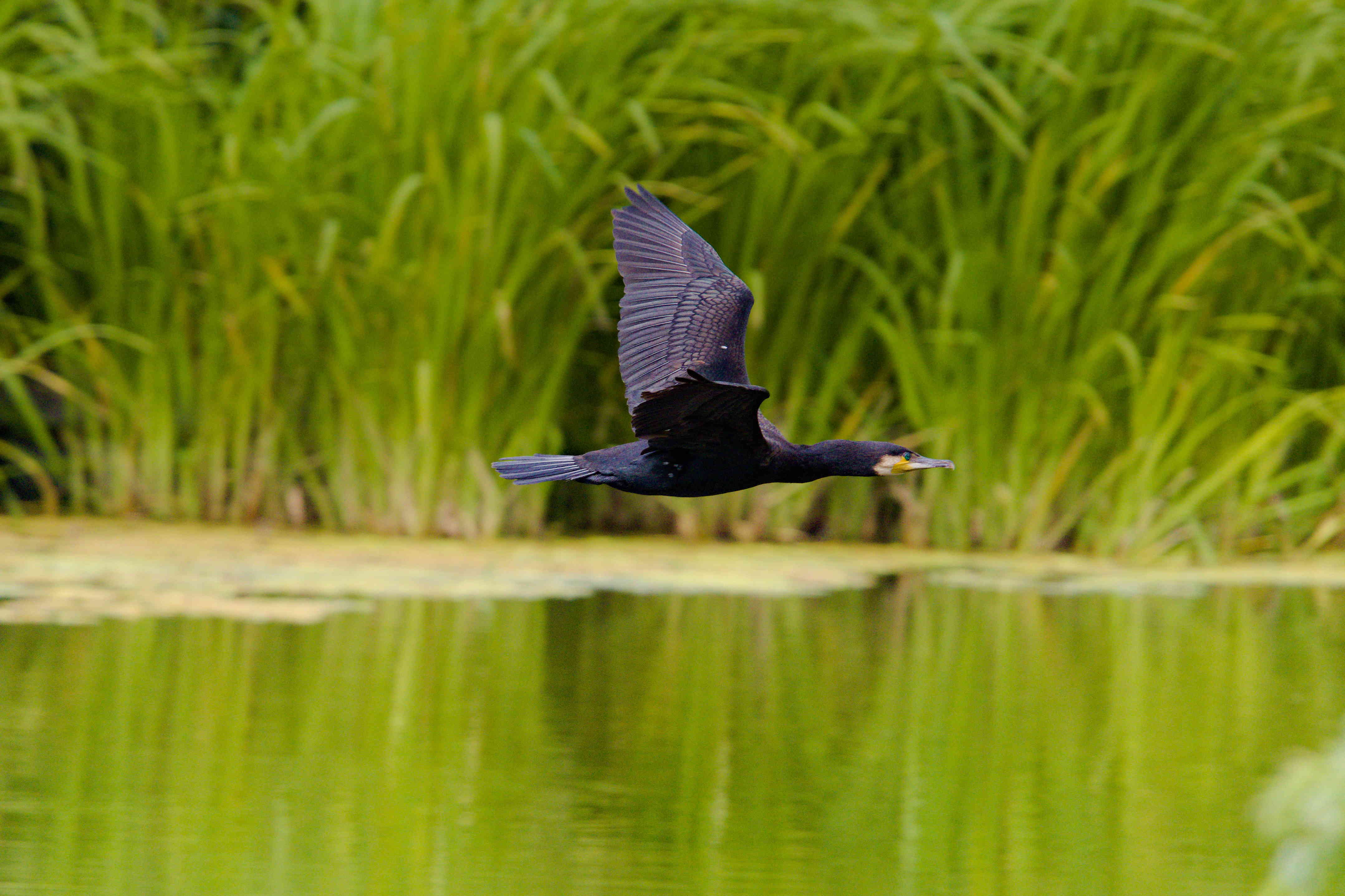 Cormorant in Flight