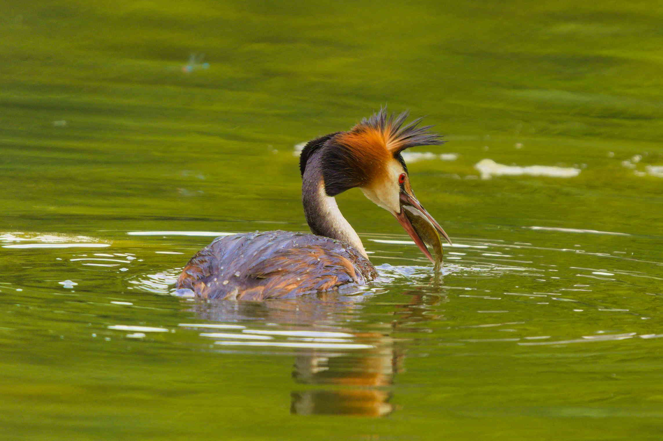 Great crested grebe with fish