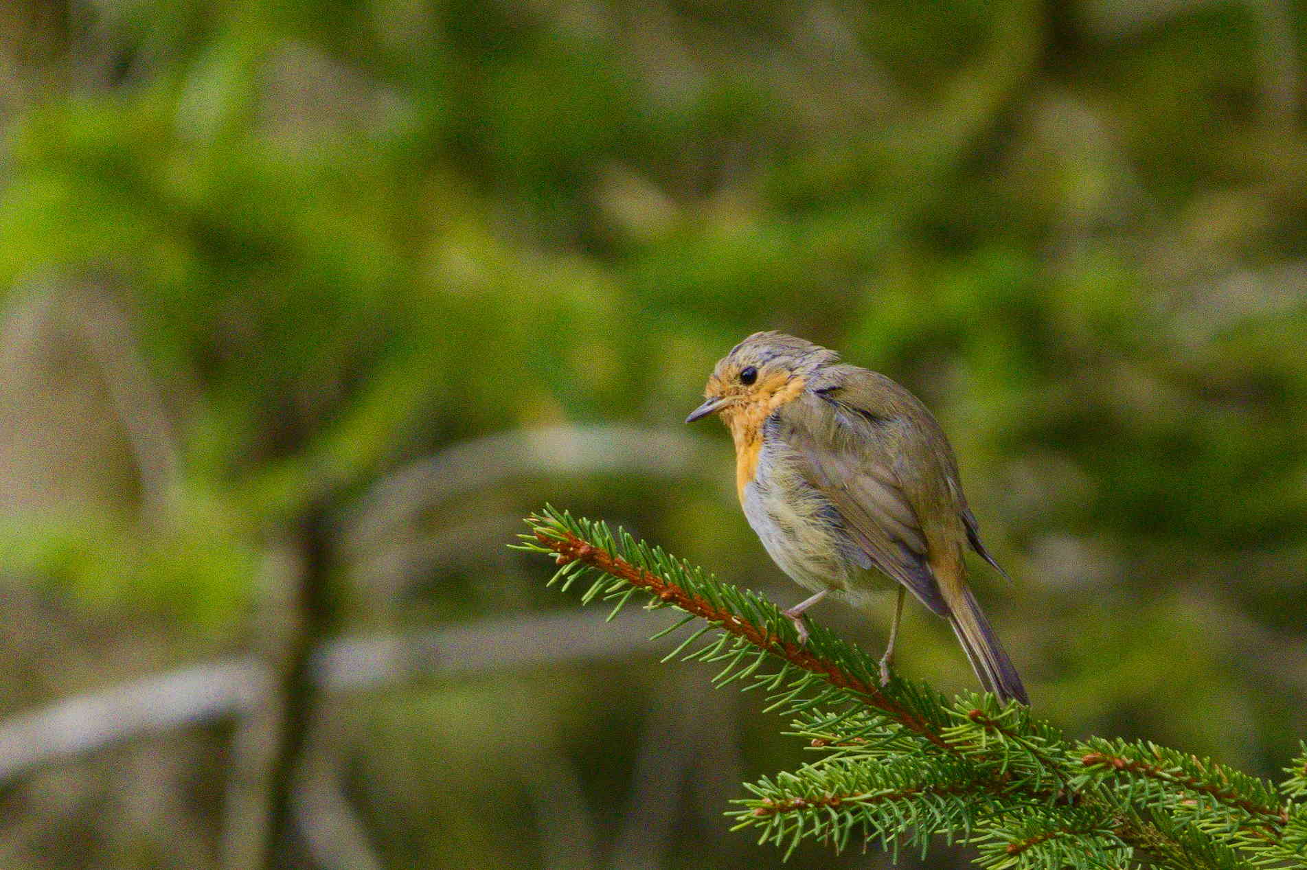 Robin on fir branch