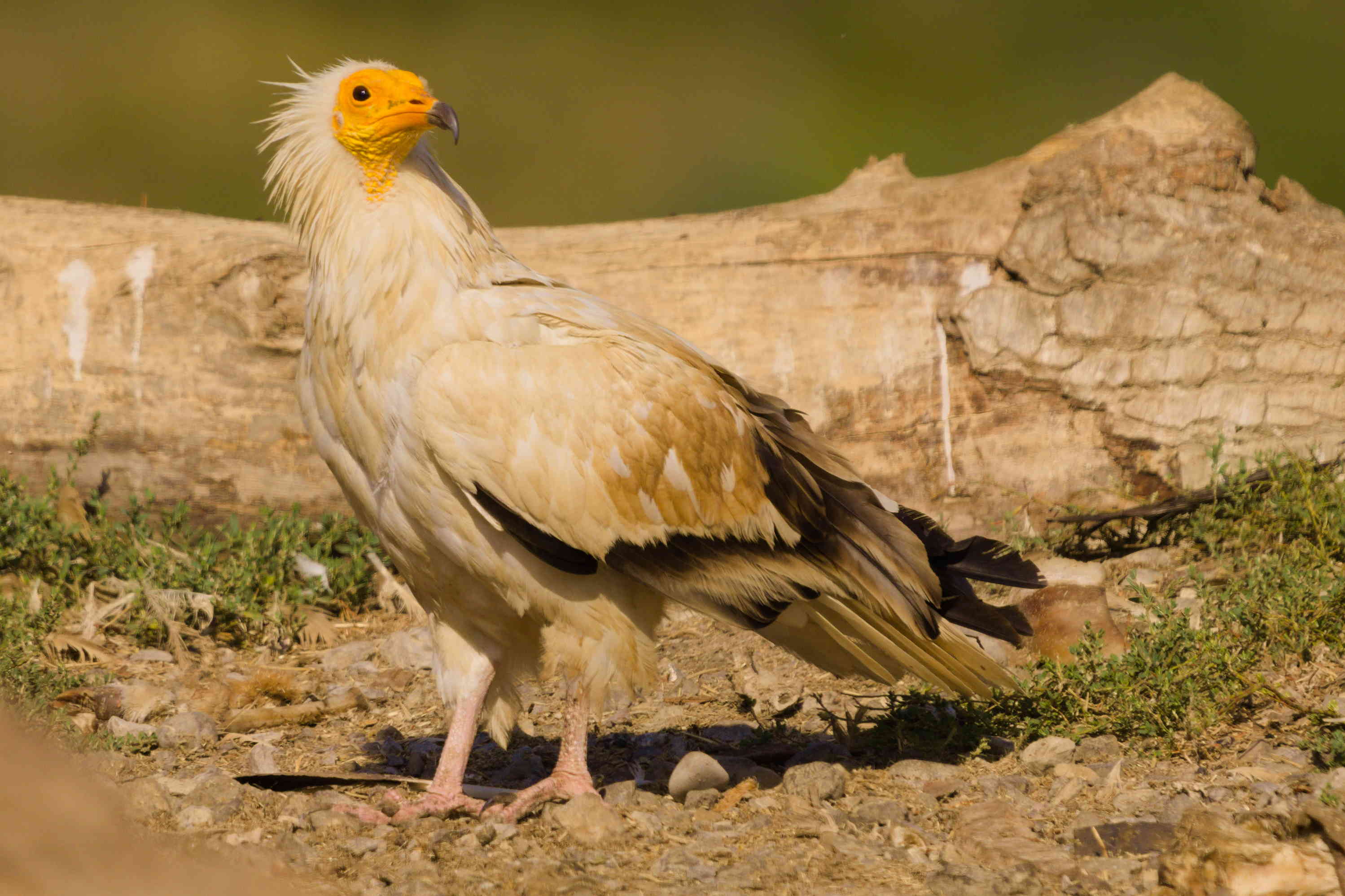 Egyptian Vulture on the ground