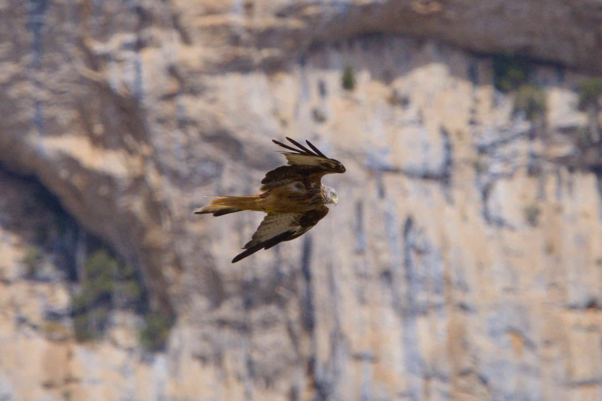 Bird of Prey in flight