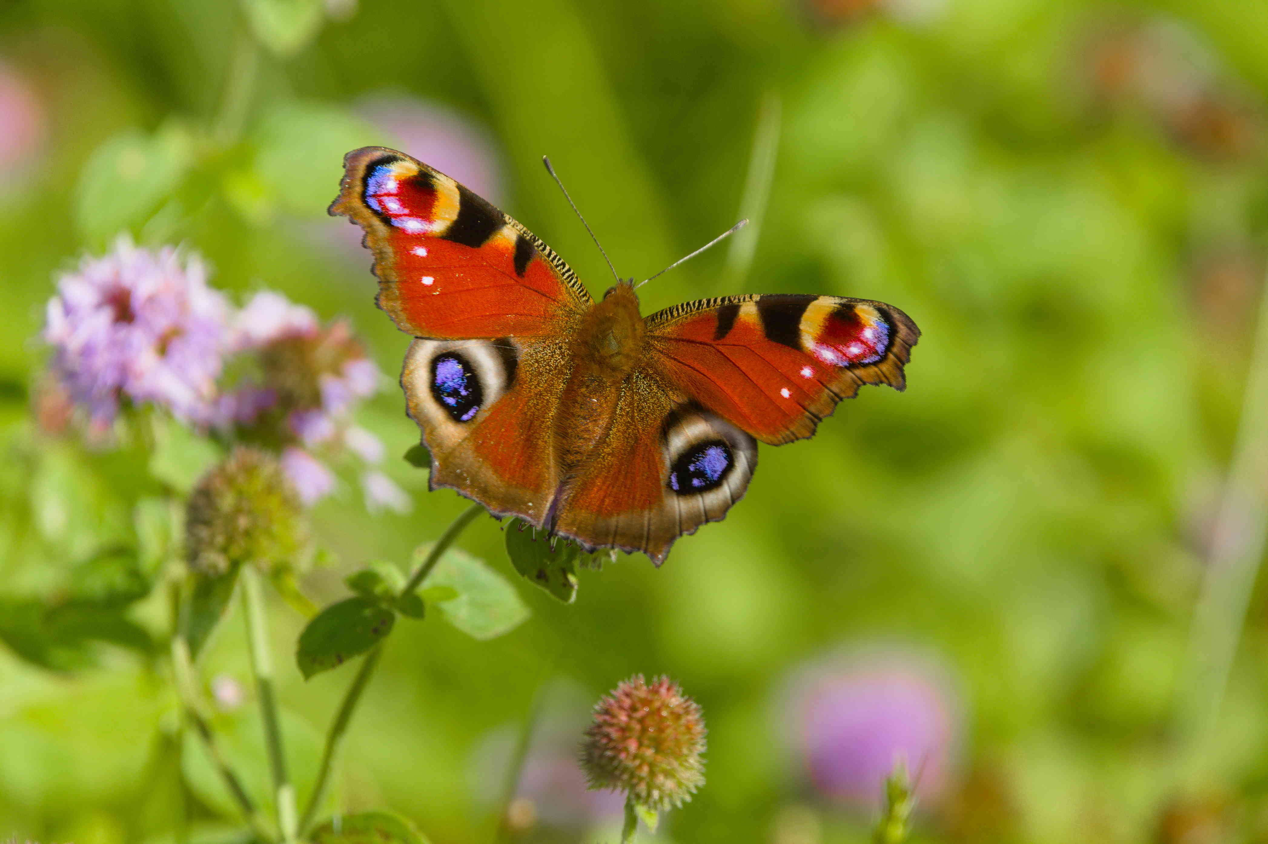 Peacock Butterfly on flowers