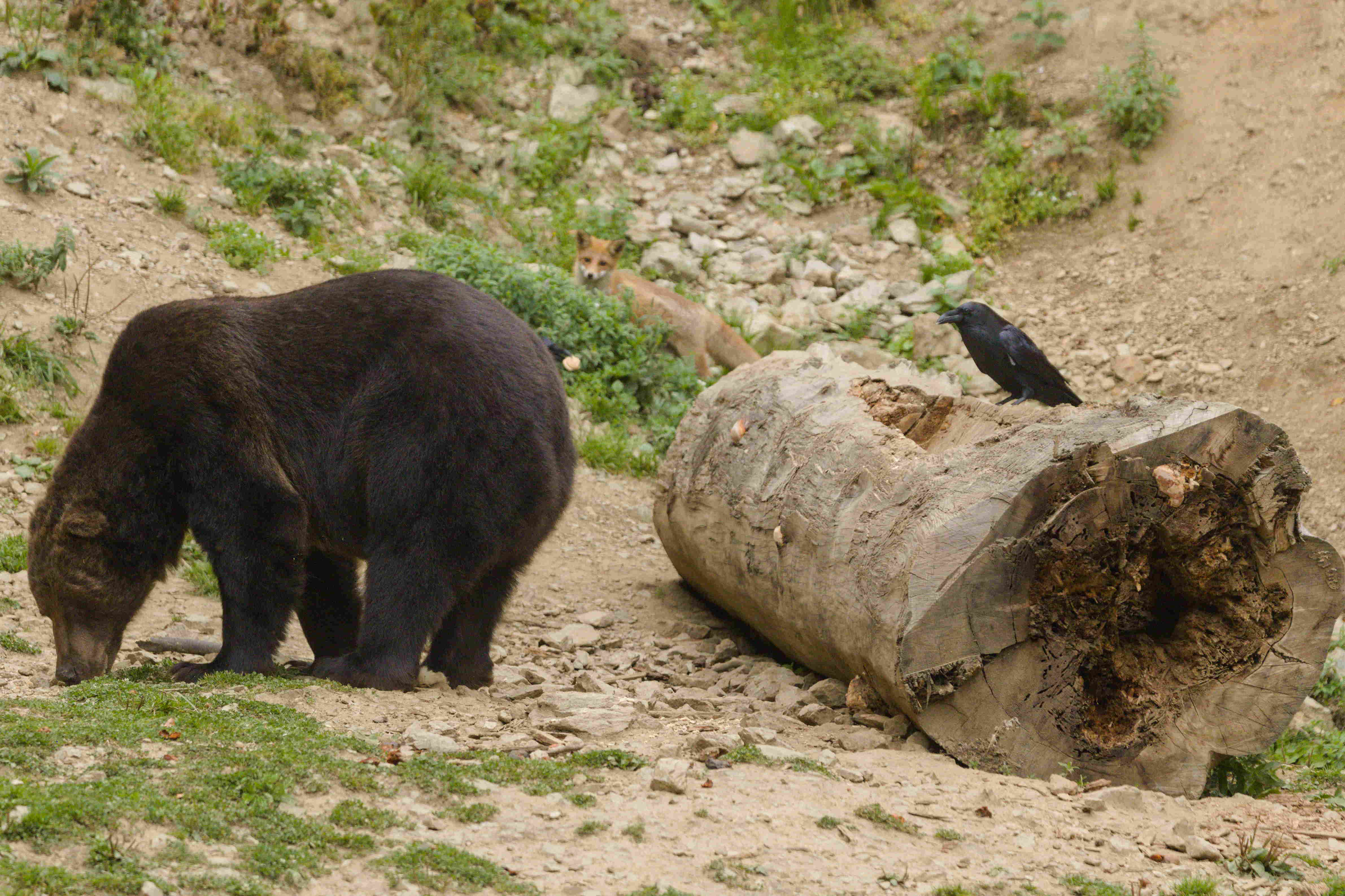 A bear, crow and fox enter the bar