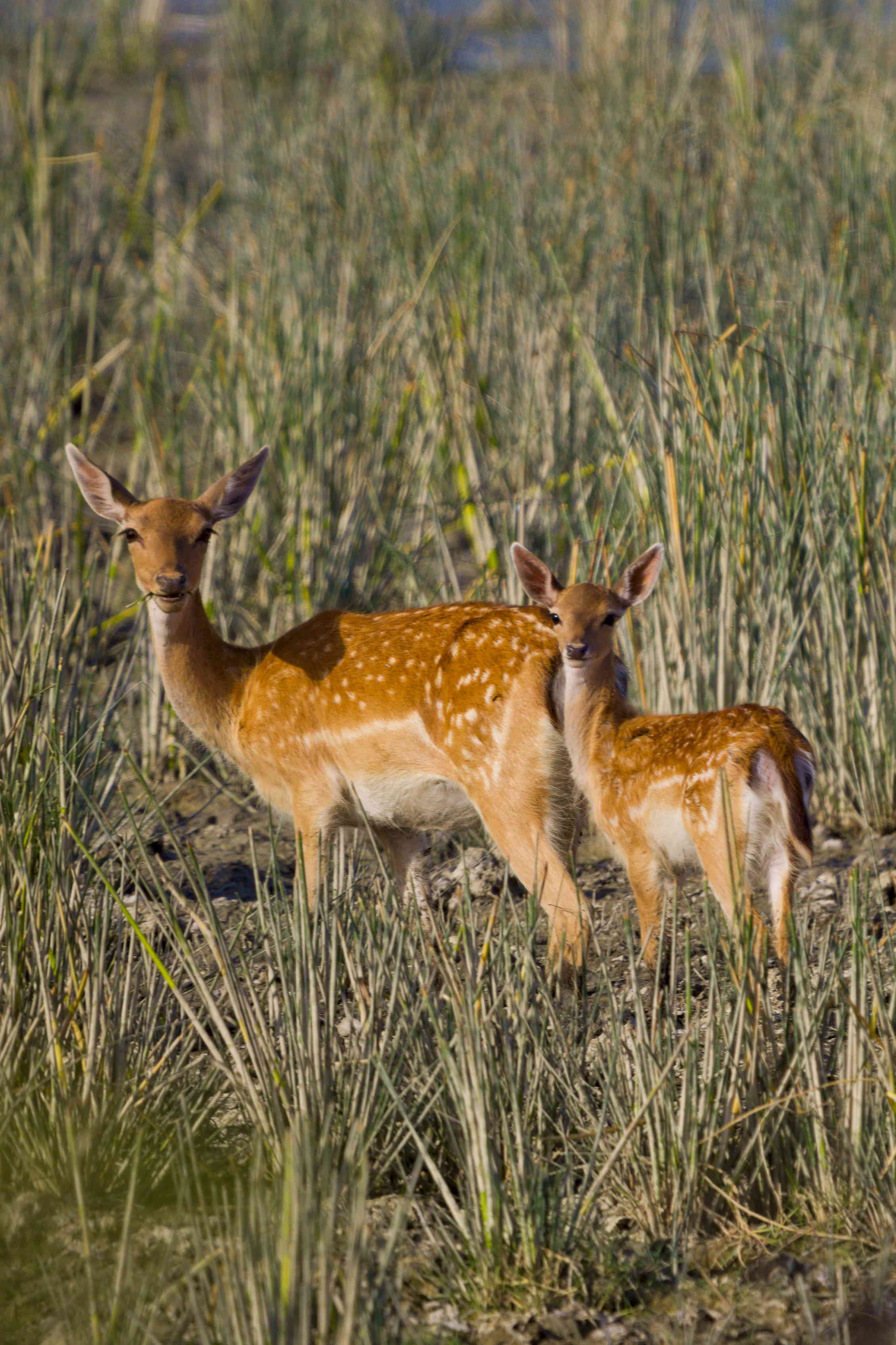 A Fallow Deer doe with her fawn