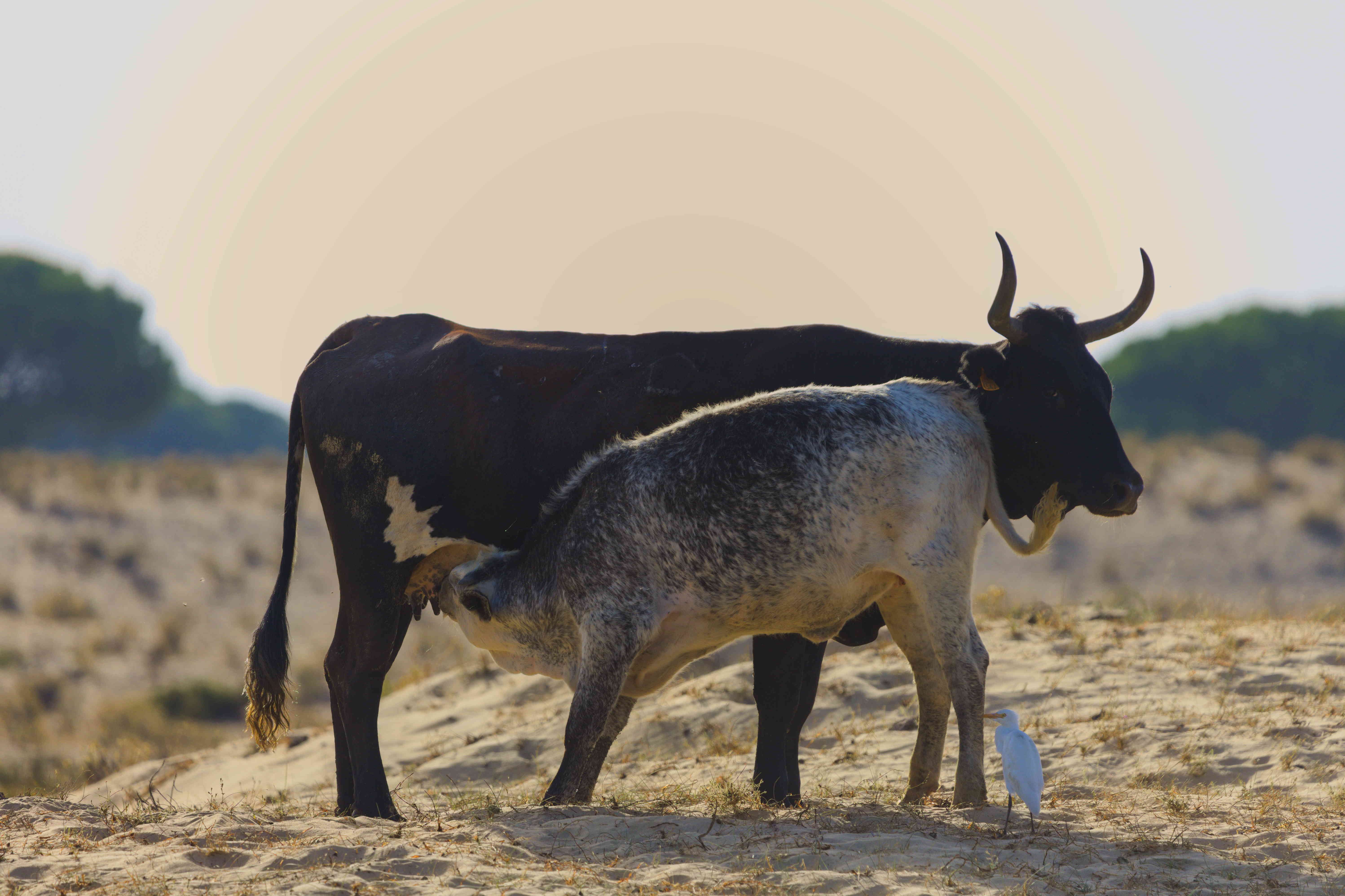 A cow with her calf nursing