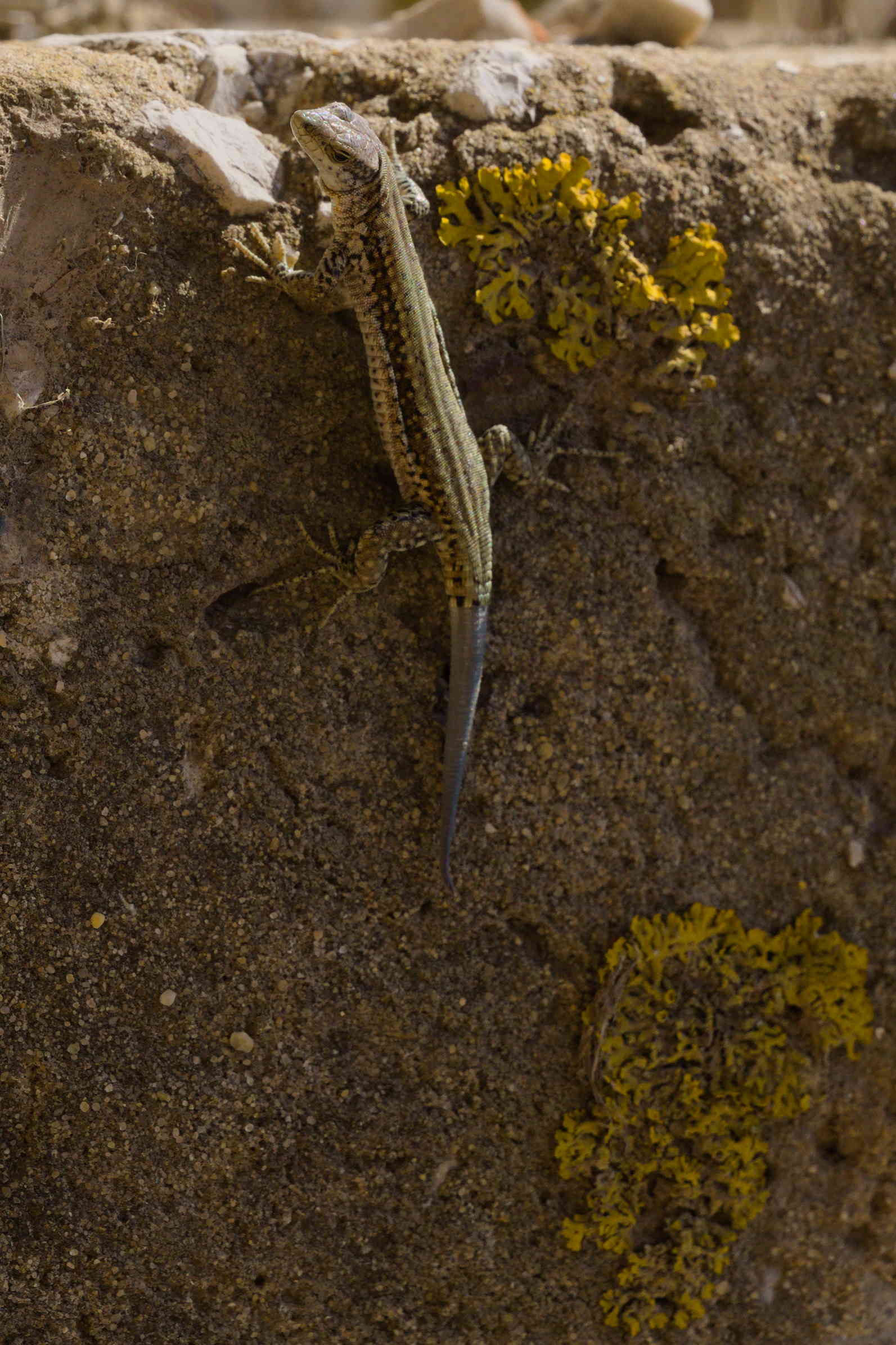 A wall lizard