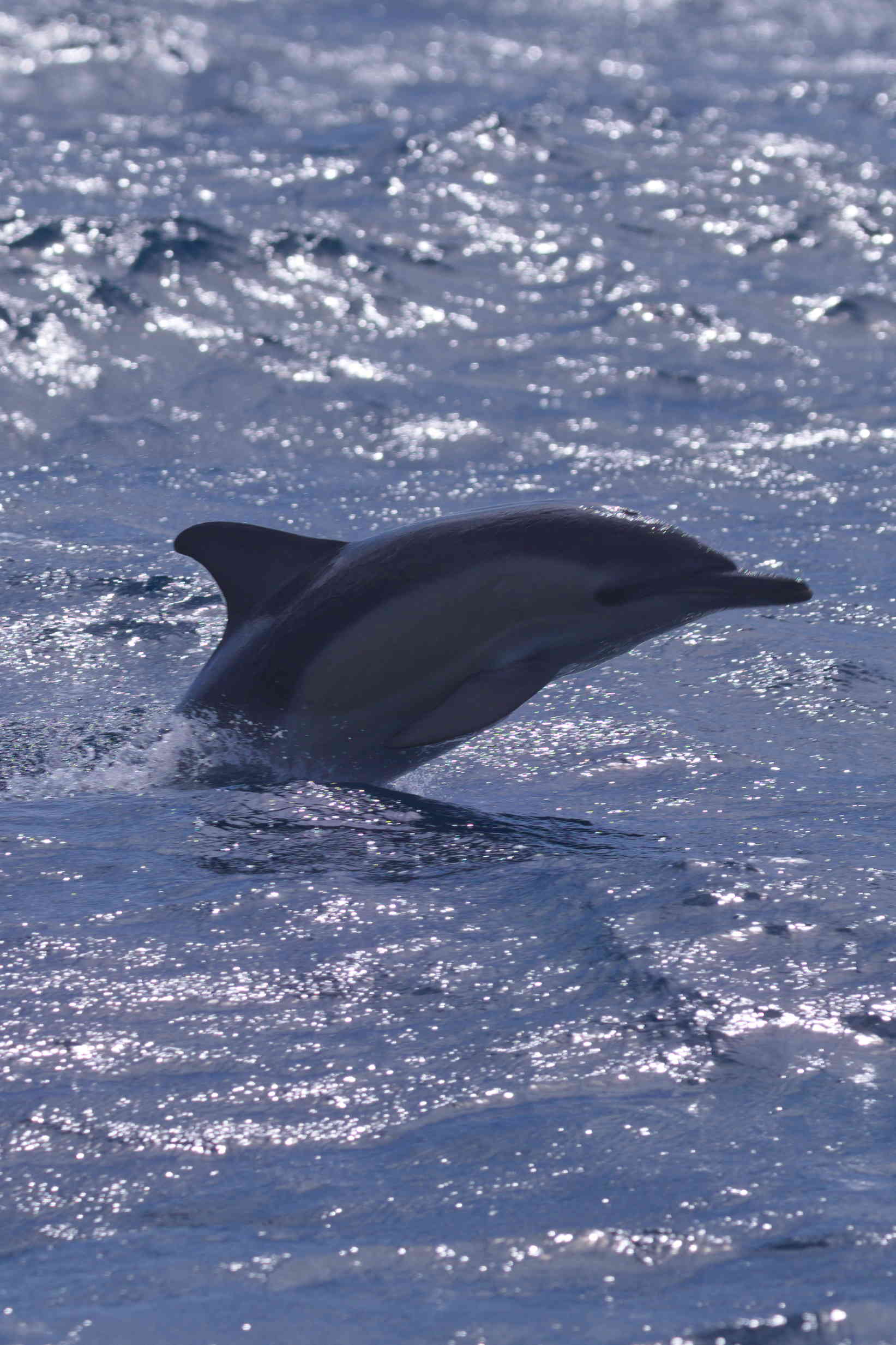 Dolphin emerging from water