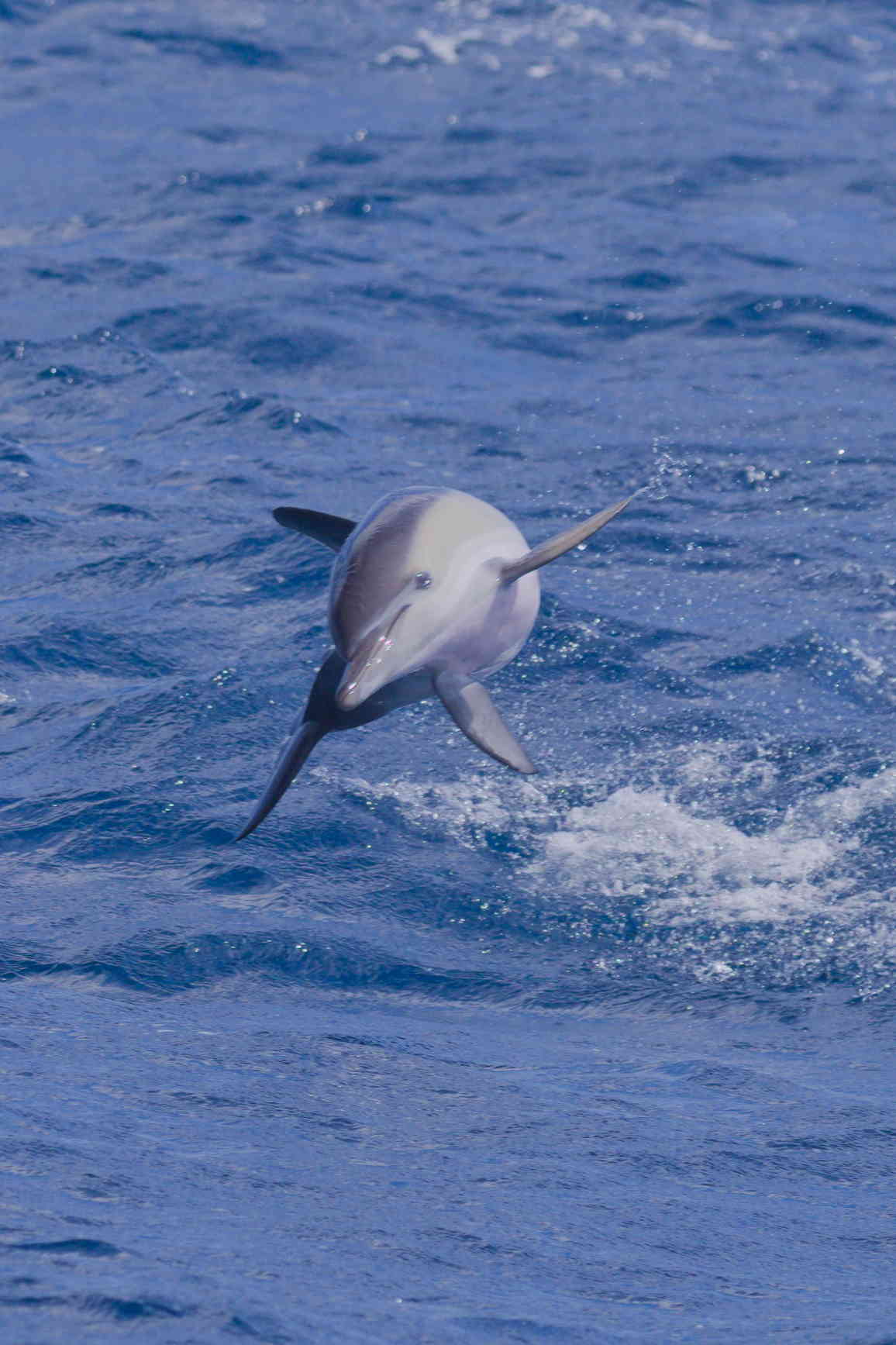 Dolphin angled midair twist