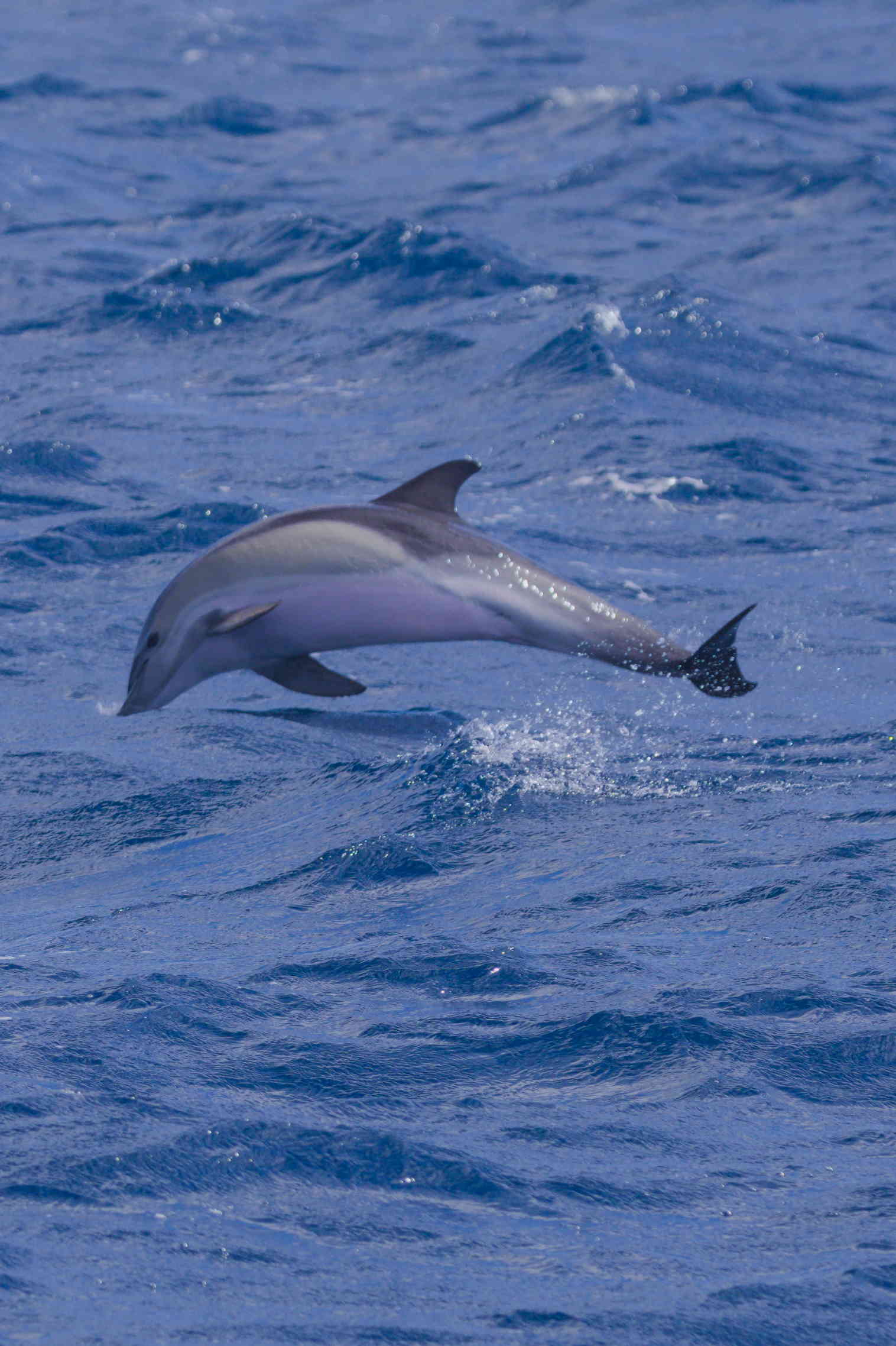 Jumping Dolphin